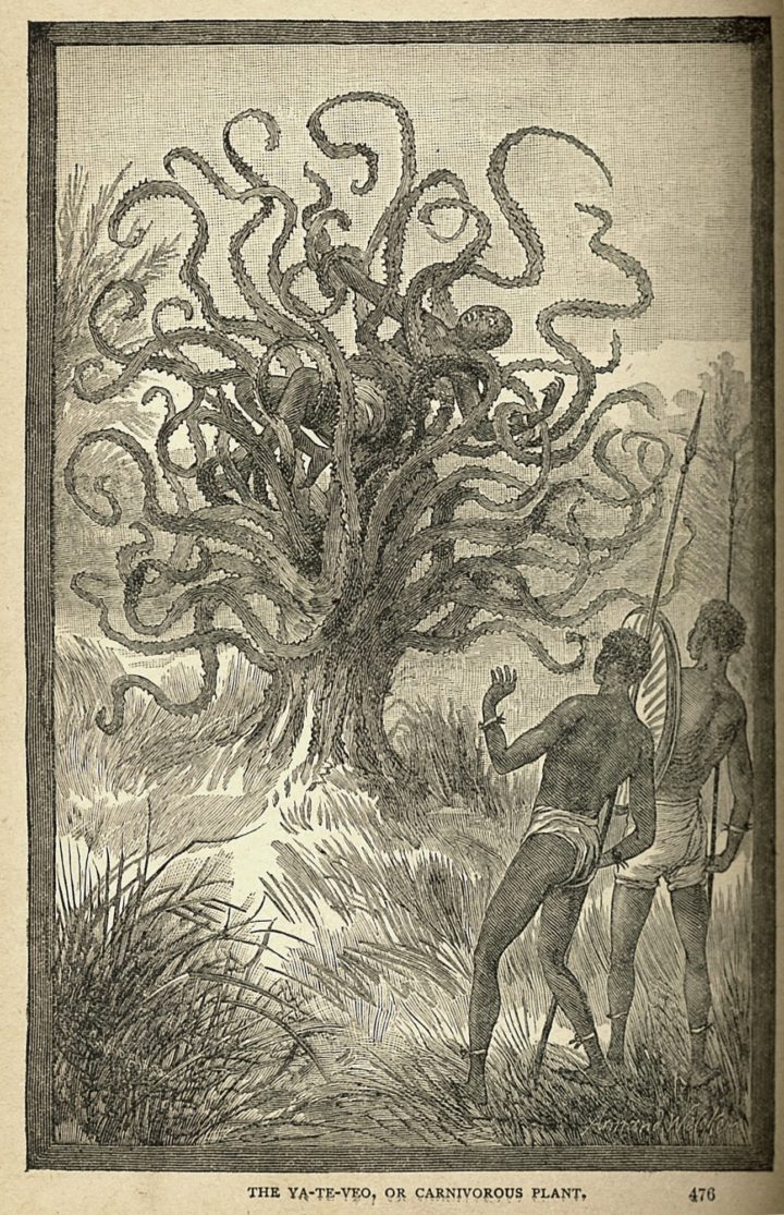 Etching of man being attacked by the tentacle like branches of the meat eating tree