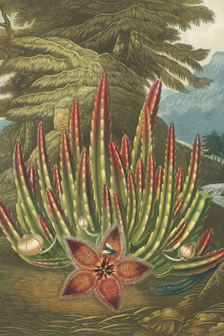 The Maggot-bearing Stapelia from Thornton's 'The temple of flora, or garden of nature'