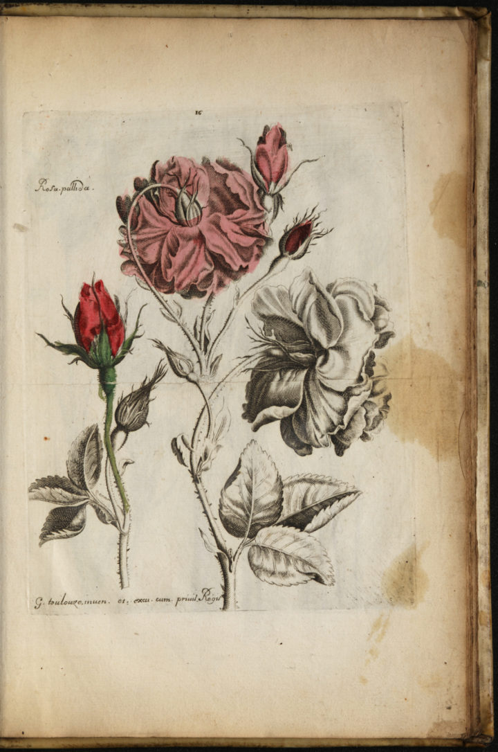 Toulouze roses