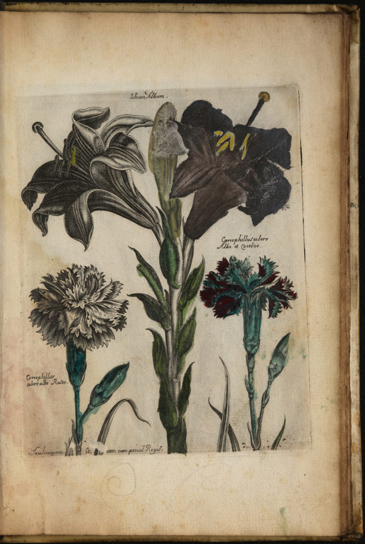 Toulouze lilies and carnations