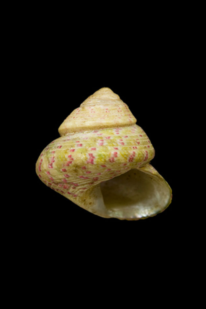 Trochus divaricatus