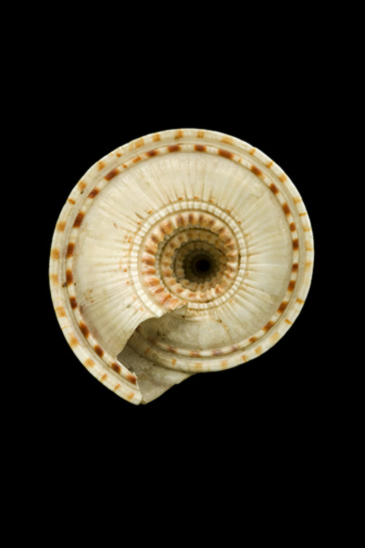 Trochus perspectivus