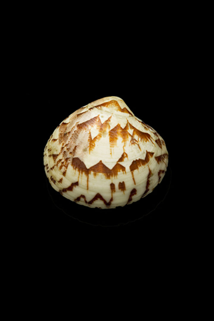 Venus castrensis