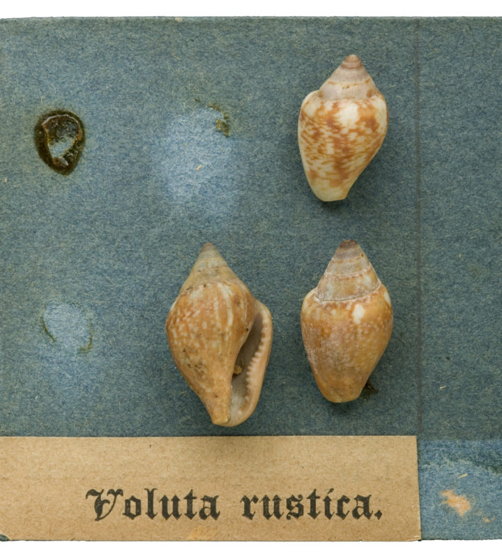 Voluta rustica - an example of Hanley's mounts (LSL.348, The Linnean Society of London)