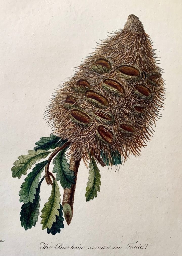 Engraved plate of Banksia serrata, in the Journal