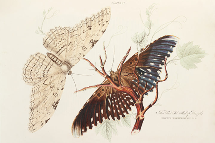 Great Owl Moth from Wilson's 'Illustrations of Zoology'