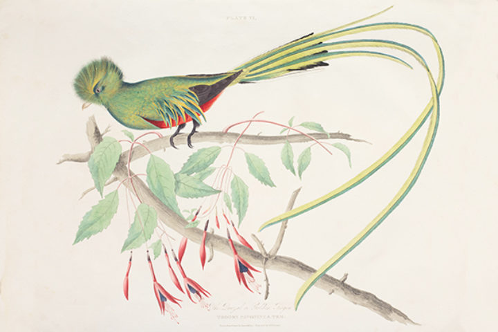 The Quezal or Golden Trogon from Wilson, Illustrations of zoology