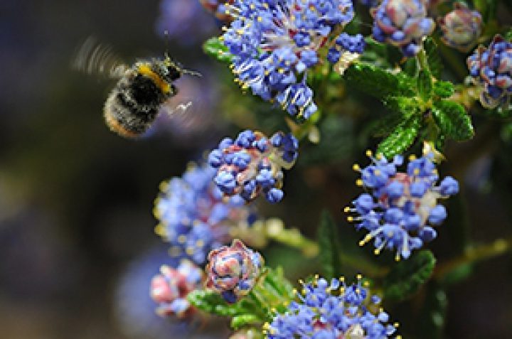 A bee near flowers