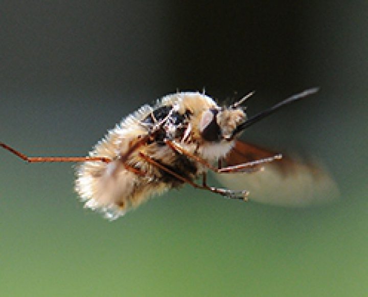 A bee flying