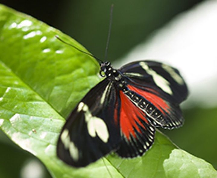 A butterfly