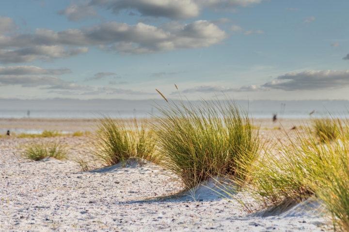 Large tufts of green grass grows out of white sand on a beach.