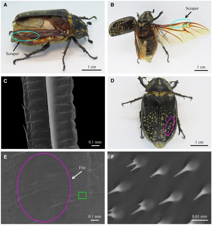 Six images of beetle elytra are shown, three of the beetle itself, and three of microscopic views of the elytra.