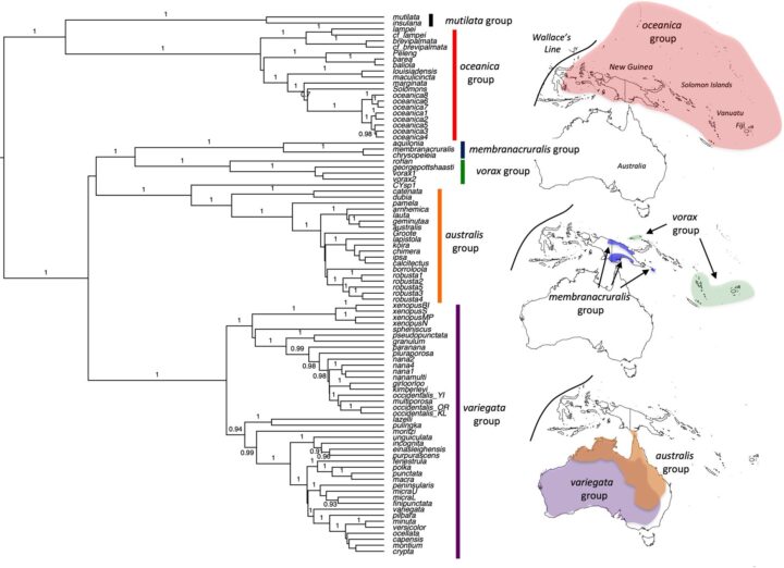 Phylogenetic tree showing the 6 major Gehyra lineages or Australia and Melanesia.