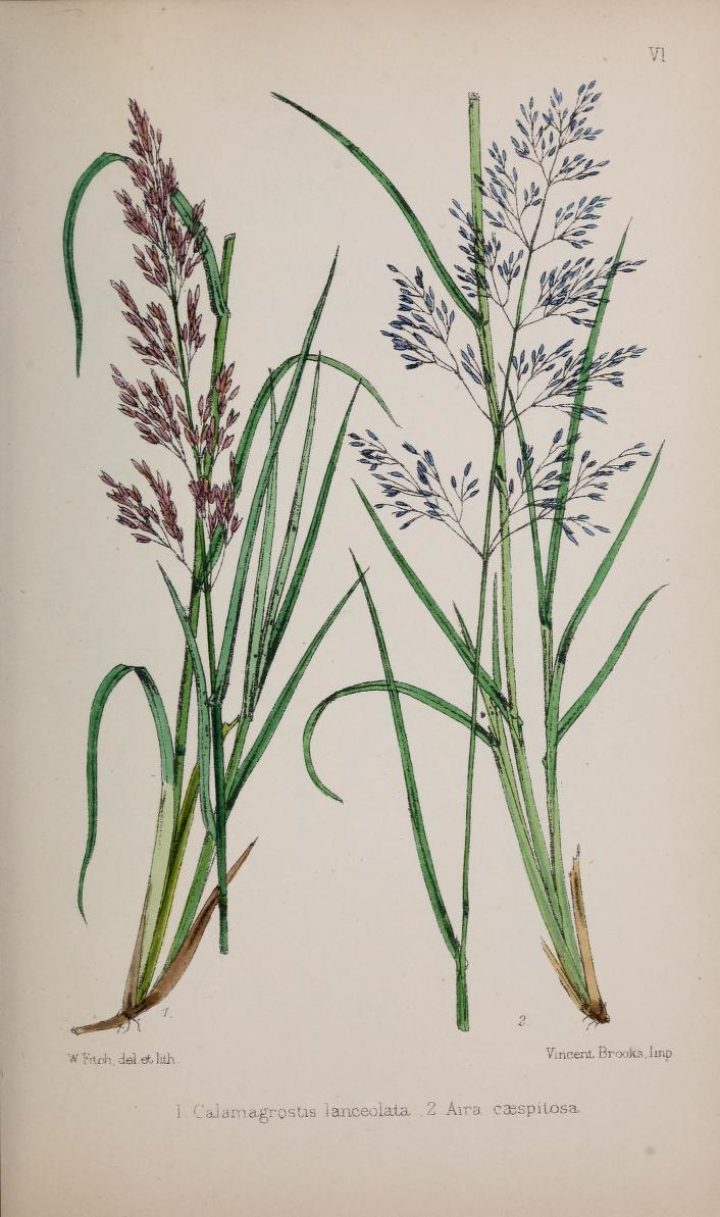 Calamagrostis lanceolata, and Aira caespitosa, from Plues' British grasses: an introduction to the study of the Gramineae of Great Britain and Ireland (1867). Courtesy of Biodiversity Heritage Library.