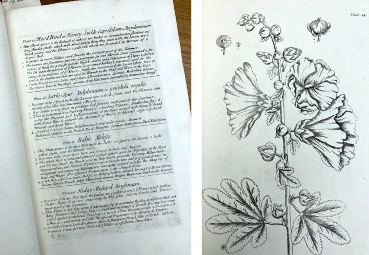 Engraved plate 54 from Elizabeth Blackwell's Curious Herbal, alongside an example of the accompanying text, also engraved