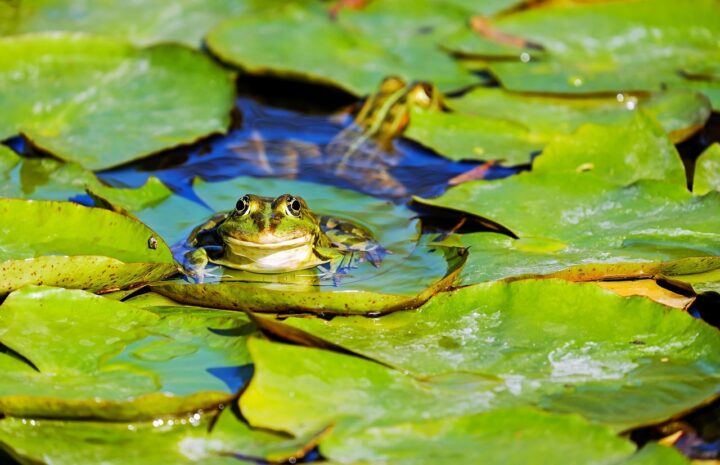 A small green frog sits atop a lily pad in a pond full of lily pads, its little face staring at the camera.