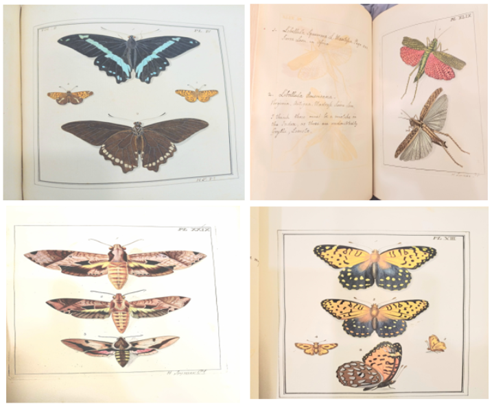 Images from Drury's book