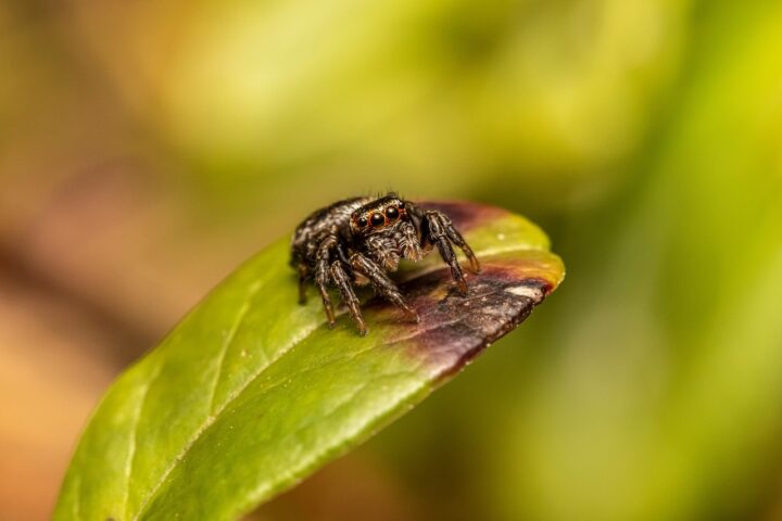 A small jumping spider sits atop a bright green leaf.