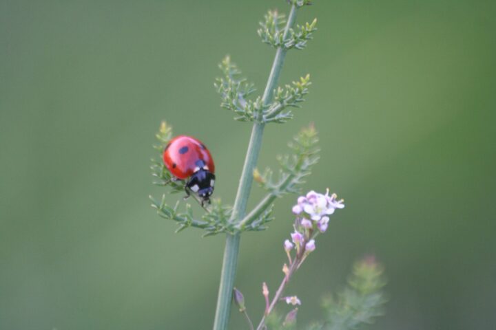 A small red ladybird is seen sat on the stem of a small flowering plant.