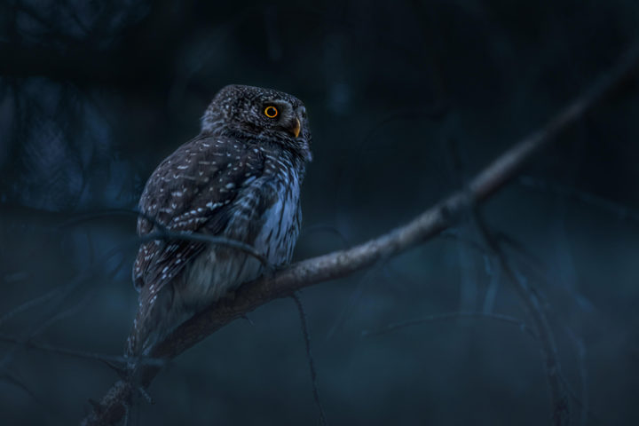 Eurasian pygmy owl_Karits