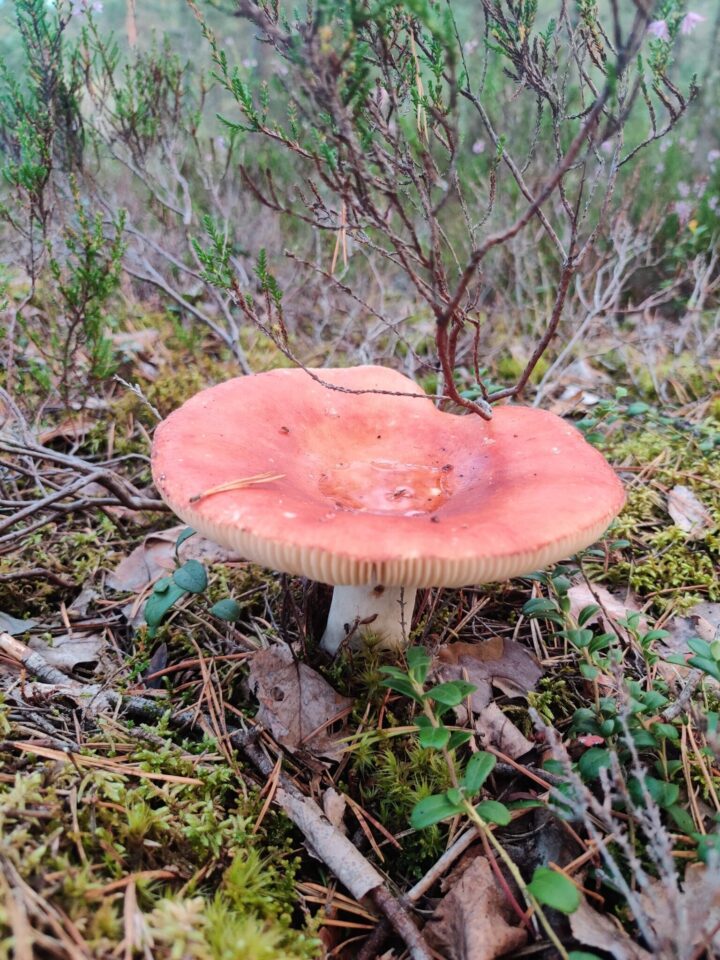 Image of a modern Russula mushroom sharing key features with the fossil species.