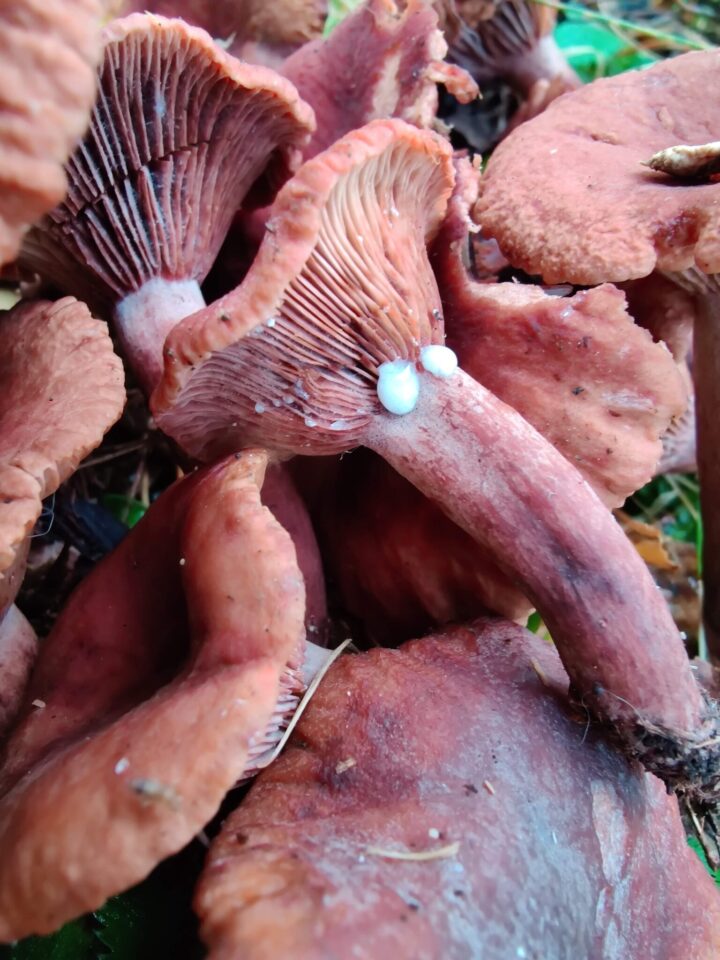 Image of a modern milkcap mushroom providing a modern comparison
