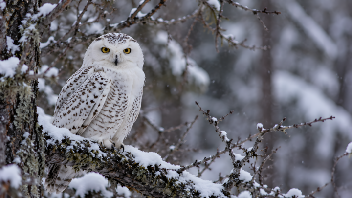 Snowy owls, with their beautiful white feathers perfectly camouflaged into their wintery environment, have relatively short hindlimbs. So much so that you can barely see them standing on this branch.