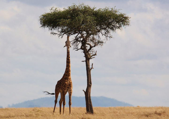 Giraffe reaching for tree