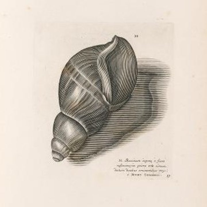 Conus marmoreus from Historiae Conchyliorum by Martin Lister, engraved by Anne Lister