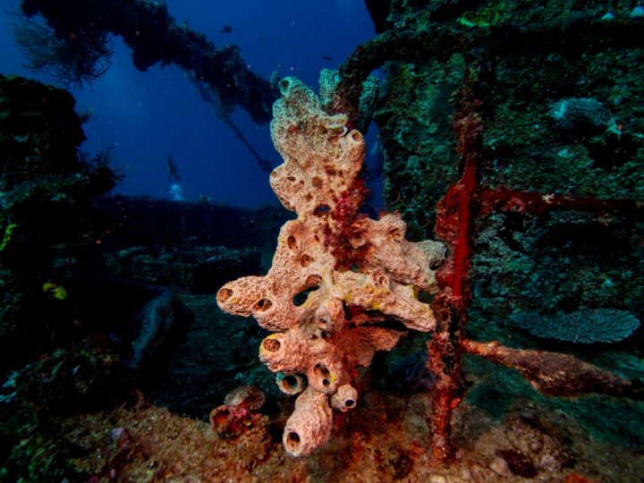 A large orange-red sea sponge has grown on an underwater shipwreck.