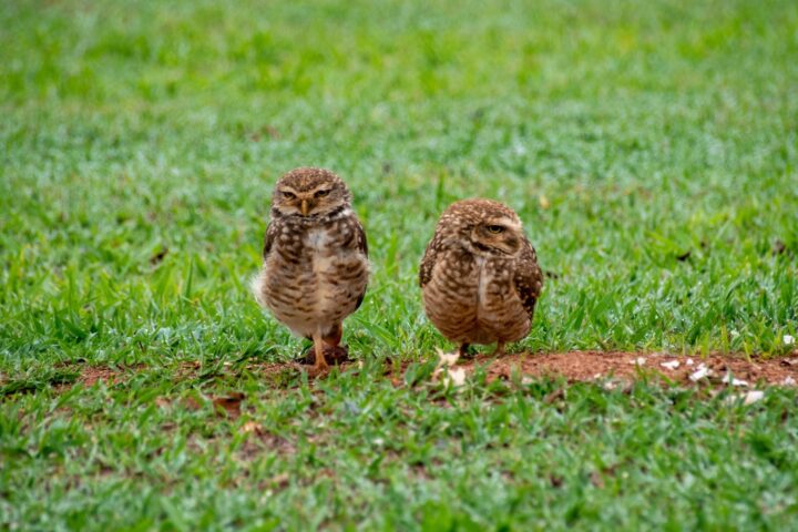Burrowing owls live on the ground, and as such have relatively long legs. These are disappointed to find out we know their secrets.