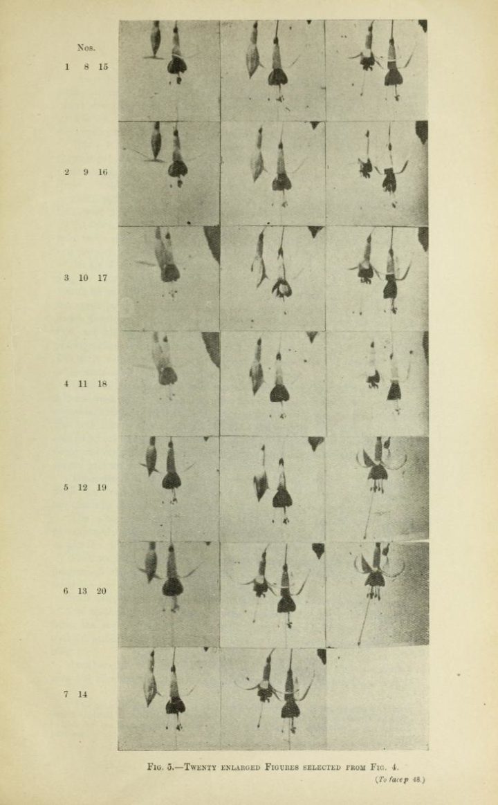 Time lapse images of the opening of a Fuchsia flower, taken by Henderina Scott. Journal of the Royal Horticultural Society of London, 32 (1907), pp. 48-51. Image from the Biodiversity Heritage Library.