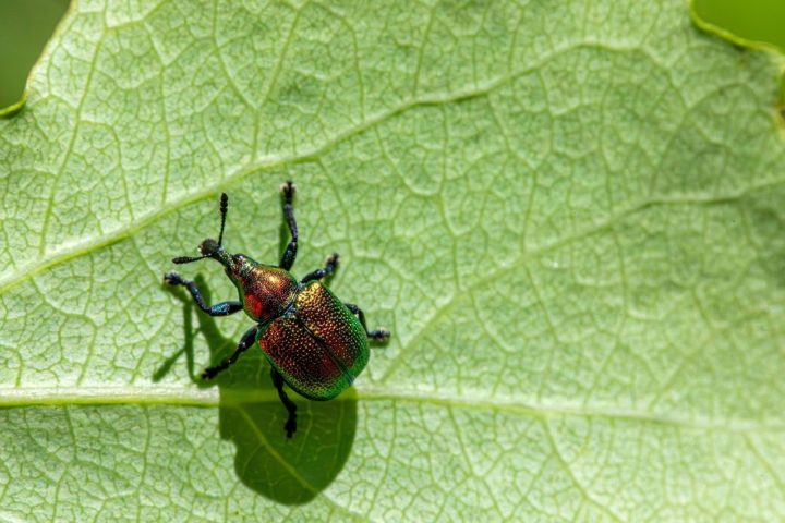 A small, iridescent leaf-rolling weevil walks across a bright green leaf.