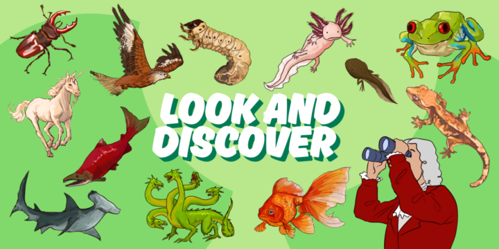 Green graphic with scattered illustrations of different animals, and a cartoon of Carl Linnaeus looking through binoculars at the text "Look and Discover."