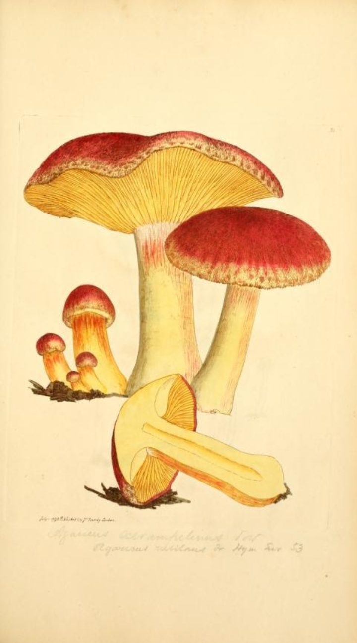 Coloured figures of English fungi or mushrooms by James Sowerby