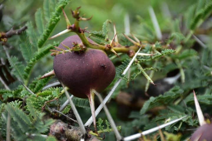 A red swollen-thorn acacia plant, showing the large specialised thorn at the centre.