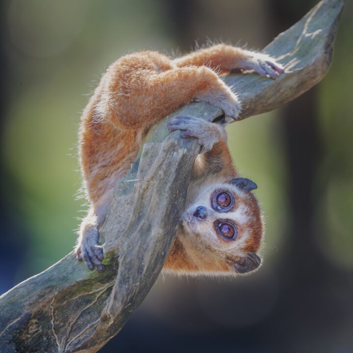 A small, orange coloured bushbaby clings to a tree branch upside down.