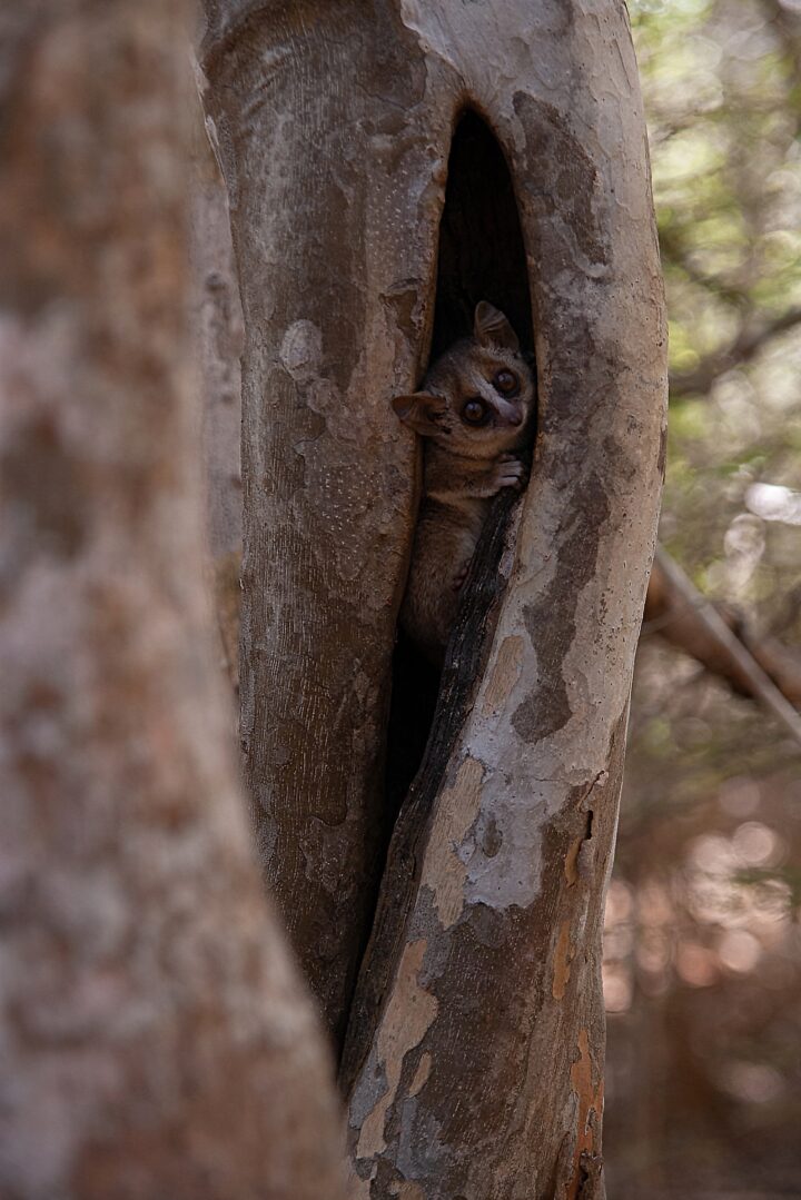 A bushbaby with a striped face peeks out from a hold in a tree.