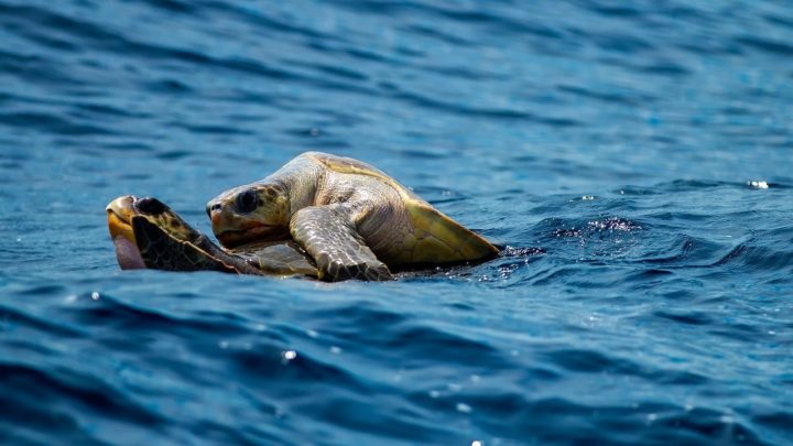 Two sea turtles mate in the open ocean