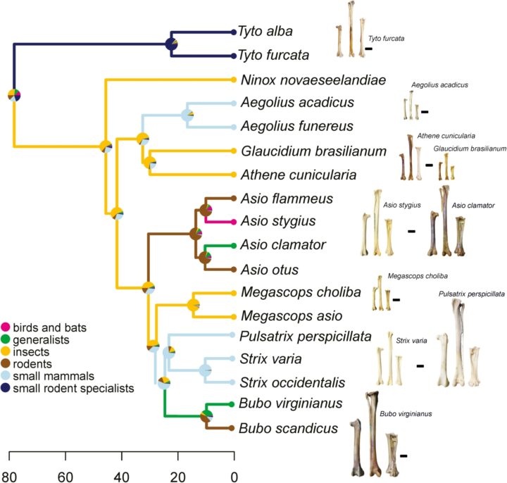 The relationship between different species in the study, showing both the link to diet and images of hindlimb bones to highlight difference amongst species.
