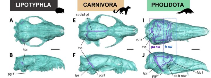 Blue skull reconstructions showing the internal veins of pangolins, hedgehogs and an early pinniped carnivore.