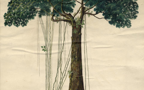 The Mora tree of Guiana