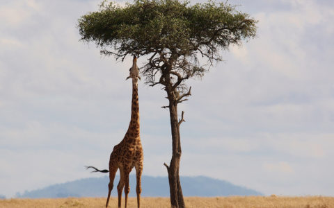 New Journal Editors Appointed