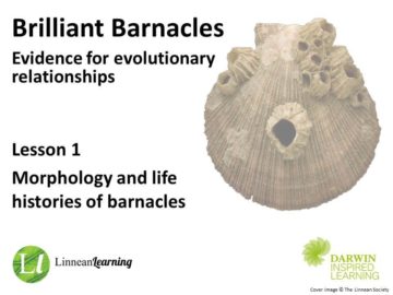 Lesson 1 - Morphology and life histories of barnacles