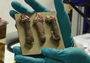 Darwin Inspired Scientists