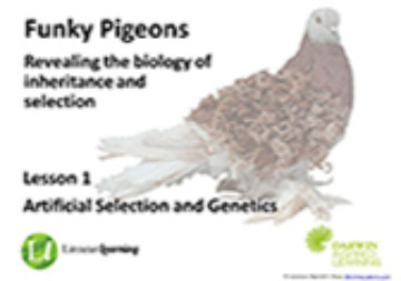 Lesson 1 - Artificial selection and genetics