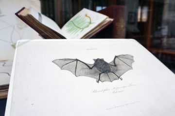 202409 Still Life Auer Bat