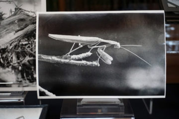 202409 Still Life Mantid Photograph
