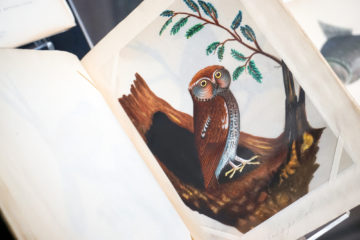 202409 Still Life Shortt Owl