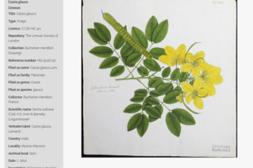 Buchanan Hamilton Drawings